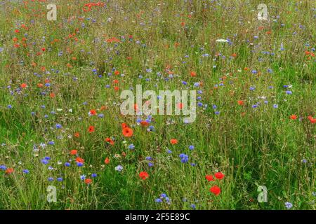 Prairie de fleurs sauvages ensemencée par le propriétaire foncier pour faciliter la récupération de l'écosystème près de Frieth au-dessus de la vallée de Hambleden; Frieth, The Chilterns, Buckinghamshire, Royaume-Uni Banque D'Images