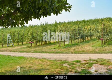 Verger avec pommiers par beau temps Banque D'Images