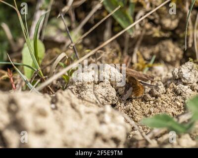 Mouche d'abeille sur une primrose commune au printemps Banque D'Images