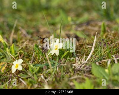 Bee Fly en vol sur une primrose commune au printemps Banque D'Images