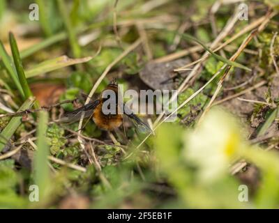 Mouche d'abeille sur une primrose commune au printemps Banque D'Images