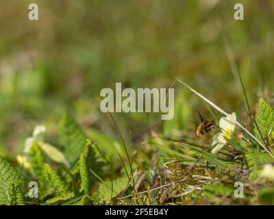 Mouche d'abeille sur une primrose commune au printemps Banque D'Images