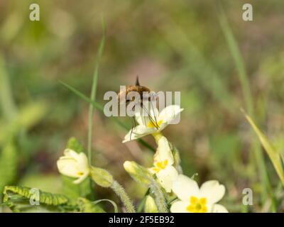 Mouche d'abeille sur une primrose commune au printemps Banque D'Images