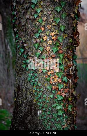Ivy (Hedera Helix) sur l'écorce des arbres, Italie, Europe. Banque D'Images