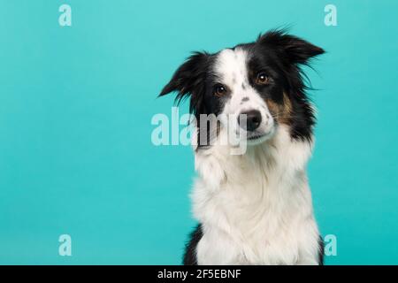 Portrait de la bordure collie regardant l'appareil photo sur un fond bleu turquoise Banque D'Images