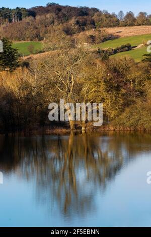 Arbre se reflétant dans la Tamise inondée sur la plaine d'inondation près de Culham Farm ; Culham, Aston, Remenham, Berkshire, ROYAUME-UNI Banque D'Images