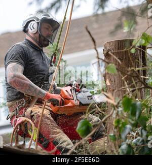 Un chirurgien d'arbre au travail coupe et coupe des arbres dans un jardin arrière urbain. Banque D'Images