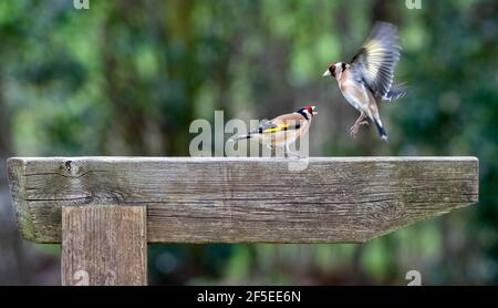 Deux mâles Goldfinch s'écrasant sur un panneau en bois Banque D'Images