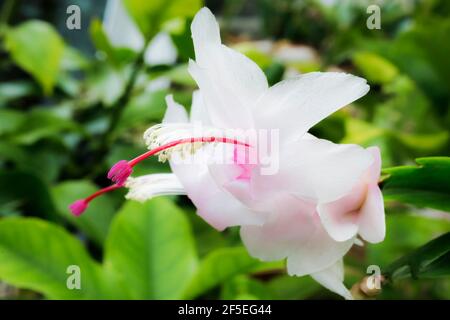 Belles fleurs blanches, roses, rouges sur Schlumbergera, une variante inhabituelle de cactus du Brésil. Une plante d'hiver intérieure populaire connue sous le nom de « cactus de Noël ». Banque D'Images