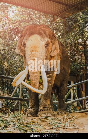 Éléphants d'Asie avec de belles défenses enchaînées dans le camp d'éléphants. Banque D'Images