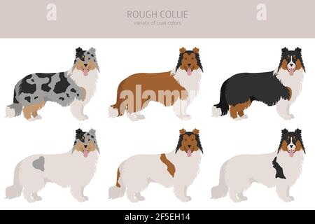 Clipart collie rugueux. Différentes poses, ensemble de couleurs de pelage. Illustration vectorielle Illustration de Vecteur