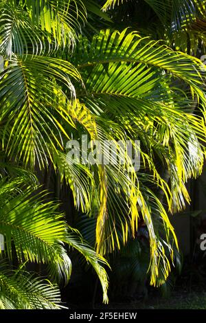 Marigot Bay, Castries, Sainte-Lucie. Façades rétroéclairées avec palmiers au lever du soleil. Banque D'Images