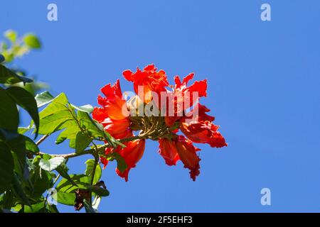 Mon repos, Micoud, Sainte-Lucie. Fleurs rouges vives d'un arbre de tulipe africain, Spathodea campanulata, dans les jardins botaniques de Mamiku. Banque D'Images