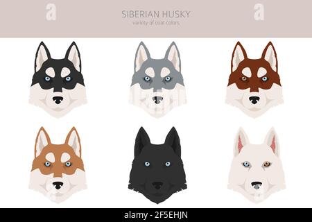 Poses Husky sibérien, ensemble de couleurs de pelage. Illustration vectorielle Illustration de Vecteur