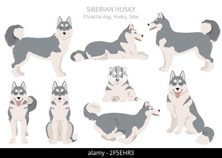 Poses Husky sibérien, ensemble de couleurs de pelage. Illustration vectorielle Illustration de Vecteur