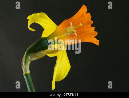 La structure interne en trompette de l'inflorescence de Daffodil protège les parties reproductrices de la fleur. Banque D'Images