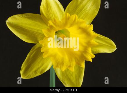 La structure interne en trompette de l'inflorescence de Daffodil protège les parties reproductrices de la fleur. Banque D'Images