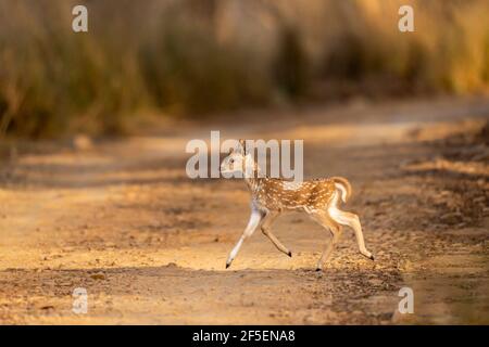 Le cerf ou le chital ou le cheetal ou l'axe fauve courir et traverser la piste forestière sous la lumière du matin pendant la forêt safari à ranthambore inde Banque D'Images