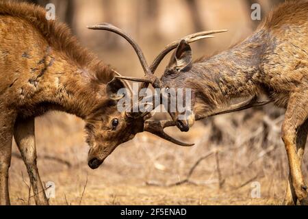 Deux cerfs en colère de Sambar dans l'action se battant avec leur grandes longues cornes montrant la domination au parc national de ranthambore tigre réserve rajasthan inde Banque D'Images