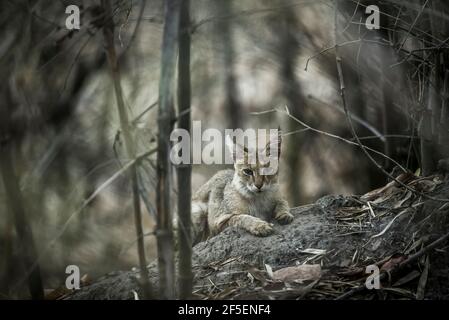 Image d'art de chat de jungle ou de felis chus ou portrait de chat chat de reed ou marécage en arrière-plan naturel à parc national de kanha ou réserve de tigres madhya Banque D'Images