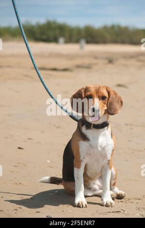 beagle chiot assis sur le sable, attaché sur une laisse Banque D'Images