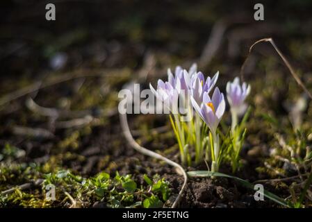 Magnifique fond de printemps avec gros plan d'un groupe de fleurs de crocus pourpre en fleurs sur un pré: Joli groupe de crocus pourpre et blanc Banque D'Images