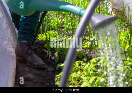 Effet de flou artistique en gros plan. Arrosoir sur le jardin. Arrosoir de légumes. Serre arc. Texture des feuilles de radis. Salade de laitue. Gouttes de Banque D'Images