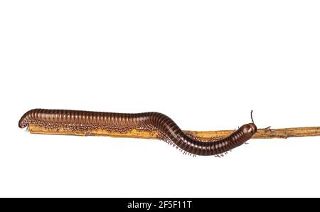 Vue latérale du Ghana Speckled Leg millipede aka Telodeinopus aoutii marchant sur un morceau de bois. Isolé sur fond blanc. Banque D'Images