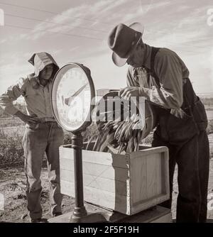 Usine de restauration à ciel ouvert. Pesée en petits pois. Californie. 1939. Photo de Dorothea Lange. Banque D'Images