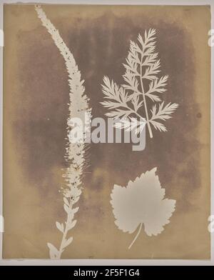 Arrangement des spécimens botaniques. William Henry Fox Talbot (anglais, 1800 - 1877) Banque D'Images