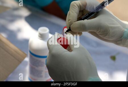 Un agent de santé portant des gants a été vu marquer un échantillon d'écouvillon pour le test de RT-PCR Covid-19 sur le côté de la route à Shalimar Bagh.en Inde, 59,118 nouveaux cas confirmés de covid-19 ont été enregistrés dans les 24 dernières heures et le 69e jour de la vaccination, 55 millions de doses de vaccin Covid-19 administrées, et jusqu'à présent, 23 58,731 doses de vaccin ont été administrées au cours des 24 dernières heures. Banque D'Images