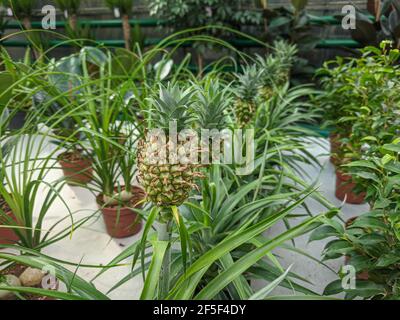 Petite ananas poussant dans la serre gros plan nature Banque D'Images