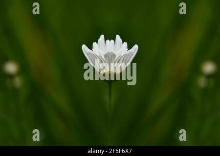 Gerbera Marguerite blanc pur bourgeon fleuri sur un fond vert naturel. Banque D'Images