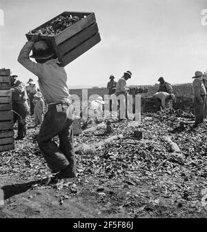 Des extracteurs de carottes du Texas, de l'Oklahoma, de l'Arkansas, du Missouri et du Mexique. Coachella Valley, Californie. « nous venons de tous les États et nous ne pouvons pas faire un dollar par jour dans ce domaine. Travailler de sept heures du matin jusqu’à douze heures nous gagnons en moyenne trente-cinq cents ». Mars 1937. Photo de Dorothea Lange. Banque D'Images