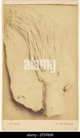 Fossile d'un crinoïde. William Hart (britannique, active Birmingham, Angleterre des années 1860) Banque D'Images