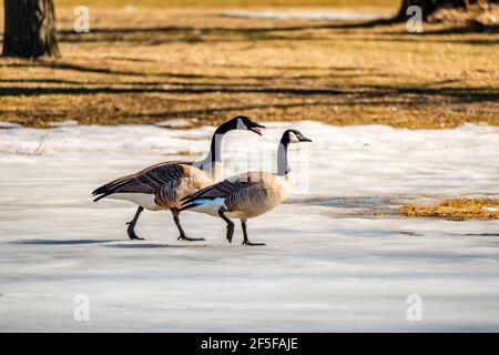 Printemps, oies à la recherche de la nourriture et à essayer de trouver un partenaire Banque D'Images