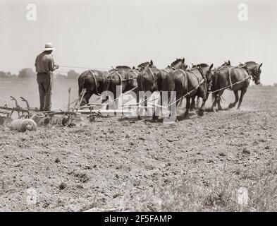 Disque à sept chevaux utilisé pour la culture du maïs. Tulare County, Californie. Mai 1937. Photo de Dorothea Lange. Banque D'Images