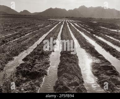 Champ irrigué de coton à soixante-dix milles de Phoenix, Arizona. Mai 1937. Photo de Dorothea Lange. Banque D'Images