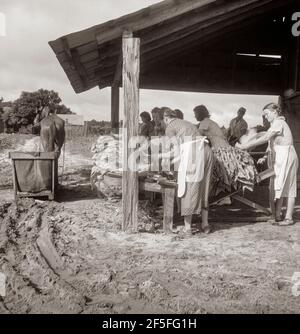 Près de Hartsville, en Caroline du Sud, triant et accrochant la feuille d'or à la grange à tabac, en préparation à la guérison. Notez le traîneau par lequel le tabac est apporté à la grange du champ. Cette famille de carétropelles a six acres de tabac, leur principale récolte de liquidités. Ils vendront la récolte de cette année pour environ neuf cents dollars, dont ils recevront la moitié. Juillet 1938.Photographie par Dorothea Lange. Banque D'Images