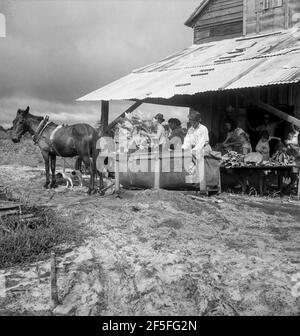 Près de Hartsville, en Caroline du Sud, triant et accrochant la feuille d'or à la grange à tabac, en préparation à la guérison. Notez le traîneau par lequel le tabac est apporté à la grange du champ. Cette famille de carétropelles a six acres de tabac, leur principale récolte de liquidités. Ils vendront la récolte de cette année pour environ neuf cents dollars, dont ils recevront la moitié. Juillet 1938.Photographie par Dorothea Lange. Banque D'Images