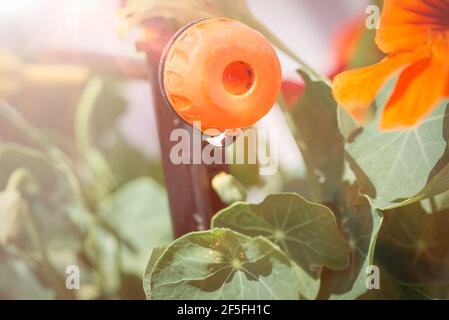 Microsystème d'irrigation goutte-à-goutte. Gros plan d'un goutteur réglable dans un pot à plantes avec fleurs. Jardinage à la maison Banque D'Images