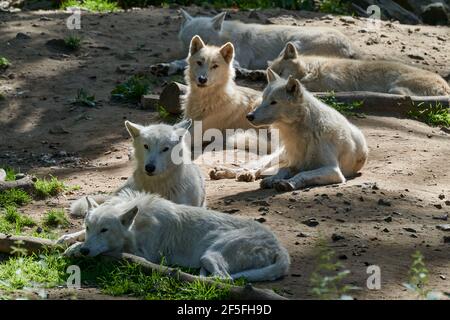 Loup de la baie d'Hudson, un grand loup blanc, vit dans l'Arctique et sur la côte nord-ouest de la baie d'Hudson, au Canada, en Amérique du Nord. Canis lupus huds Banque D'Images