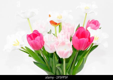 Un bouquet de tulipes colorées dans un vase blanc sur masse blanche Banque D'Images
