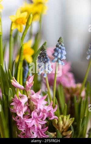 Décoration de Pâques. Fleurs de Pâques. Muscari bleu, jacinthe et narcisses. Banque D'Images