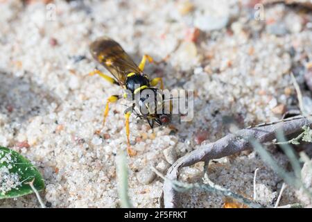 Kotwespe, mit erbeuteter Fliege, Grabwespe, Mellinus arvensis, sorbeur de champ, Grabwespen, Crabronidae Banque D'Images