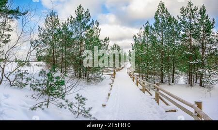 Vue sur le sentier couvert de neige au milieu de la forêt de pins près de la côte de mer pendant la journée d'hiver ensoleillée avec ciel bleu et nuages. Banque D'Images