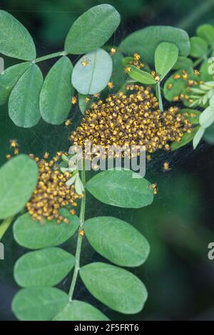 Garten-Kreuzspinne, Jungtiere im Kokon, Jungspinne, Jungspinnen, Nest, Gartenkreuzspinne, Gemeine Kreuzspinne, Kreuzspinne, Kreuzspinnen, Araneus diad Banque D'Images