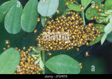 Garten-Kreuzspinne, Jungtiere im Kokon, Jungspinne, Jungspinnen, Nest, Gartenkreuzspinne, Gemeine Kreuzspinne, Kreuzspinne, Kreuzspinnen, Araneus diad Banque D'Images