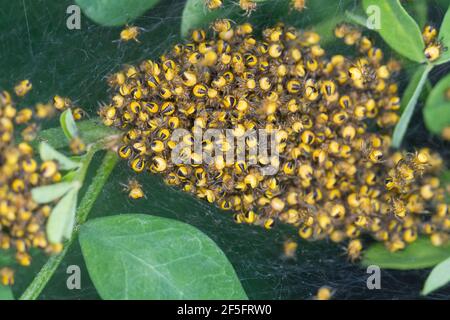 Garten-Kreuzspinne, Jungtiere im Kokon, Jungspinne, Jungspinnen, Nest, Gartenkreuzspinne, Gemeine Kreuzspinne, Kreuzspinne, Kreuzspinnen, Araneus diad Banque D'Images