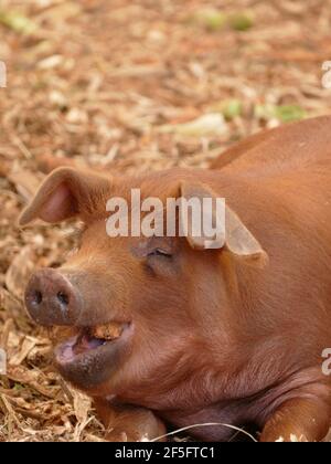 Un cochon brun posé sur du foin dans une Grange Banque D'Images